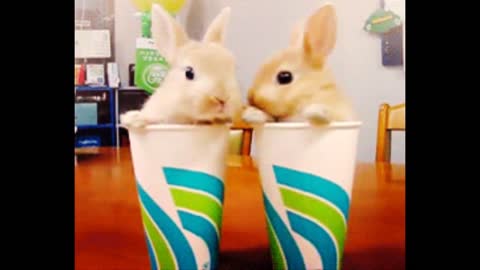 Cutest Bunnies Of The Week - In 30 seconds