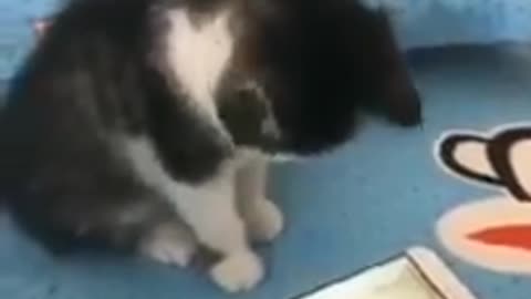 Cat Playing game in mobile Unbelievable