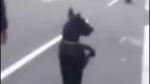 dogs dance on the road