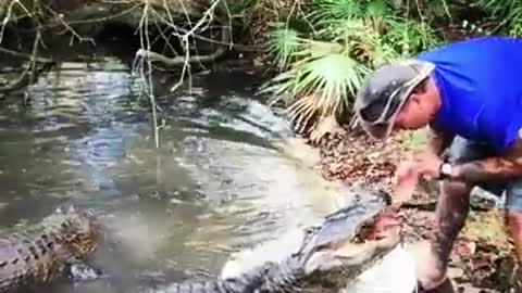 Alligator Wants Breakfast