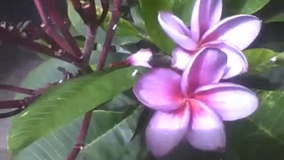 Um pé de flores plumerias roxas, algumas ainda estão mudando de cor [Nature & Animals]