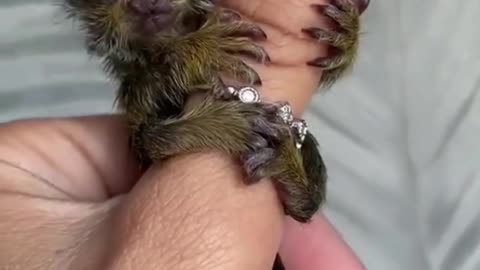 mini monkey