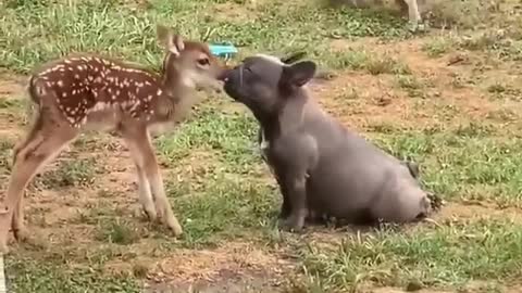 Bambi's 🐶 Secret LOVER ❤😘 || CUTE DOG 🐕 KISSED A CUTE DEER 🦌 || A SHORT CLIP || MUST WATCH 🔥