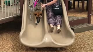 My German Shepherd and wife on a double slide in Fort Payne Alabama