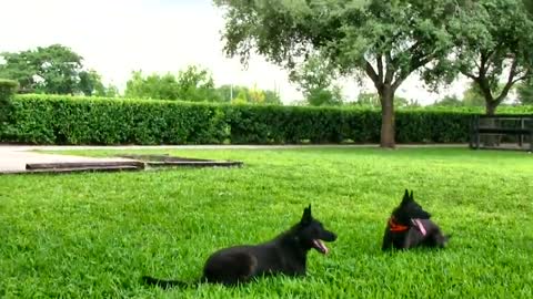 Behind the scene Footage at My Dog Trainer's Dog Training academy!