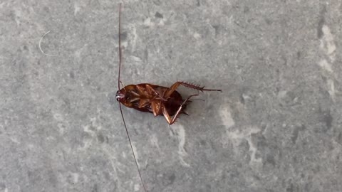 cockroach is dead