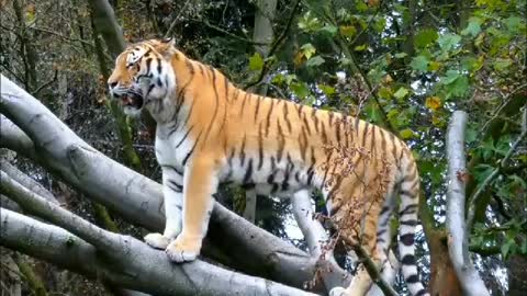 Extraordinary biggest tiger in the forest sunning animal world