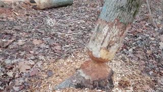 Beaver activity Rocky River Reservation