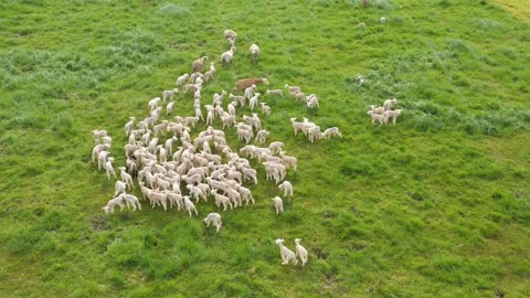 Flock of lambs baby ewe sheeps aerial shot in a green pasture grazing France farm