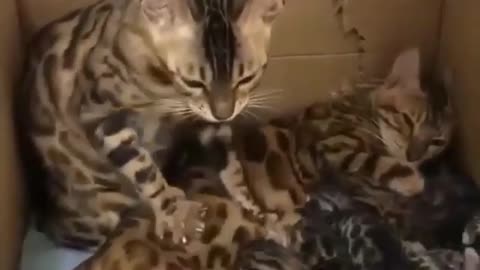 Mother cat feeding her бorn kittens