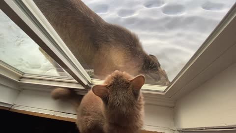Moose and Cat Meet at the Window