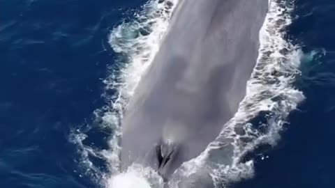 Whale Swimming in Majestic Ocean