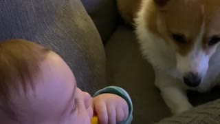 Baby Giggling While Playing With Corgi