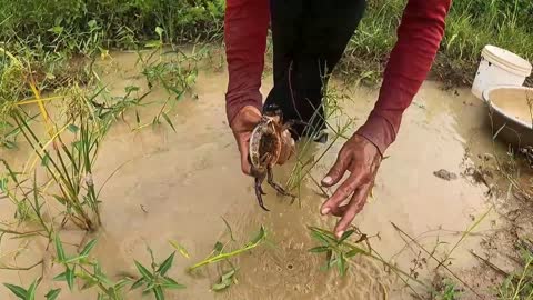 amazing fishing! a fisherman skill catch fish and crabs a lots by best hand in field-17