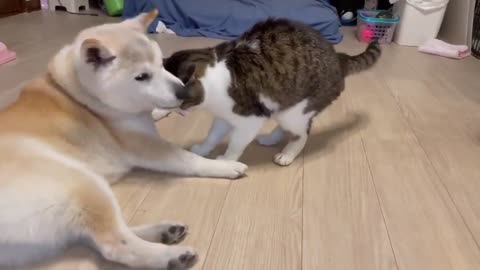 Amazing Cat And Dog Who Love Each Other