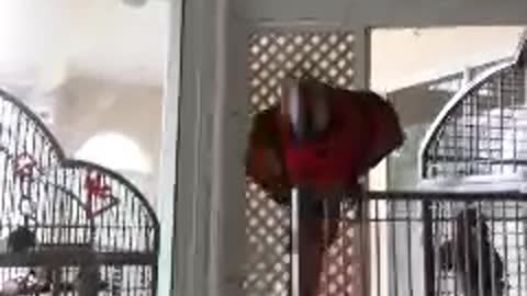 Beautiful parrot catches toy like a pro!