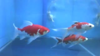 3 kingyo fish swimming in the store's aquarium, are beautiful! [Nature & Animals]