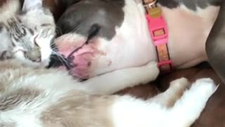 Blind Pit Bull Sweetly Cuddles Kitty Best Friend