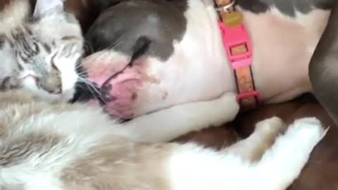 Blind Pit Bull Sweetly Cuddles Kitty Best Friend