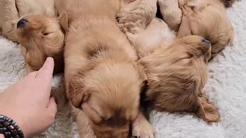Adorable Golden Puppies Nap Together