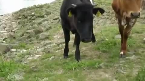 funny cow teasing Laika dog