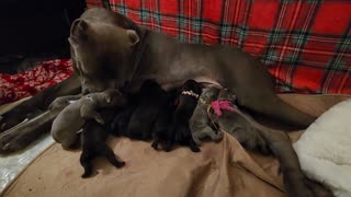 Coco had puppies!!