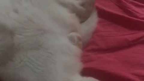 White cat asleep on back legs open