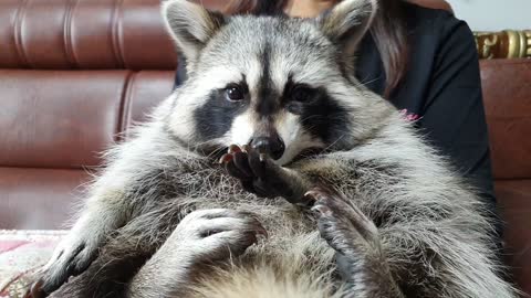 Raccoon looks at the tangerine peel and looks at Rocket Raccoon's face.