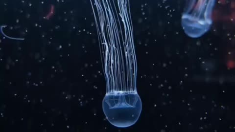 An Elegant Jellyfish From Japan~Tima Nigroannulata Is A Jellyfish Found In The Pacific Ocean~Nicknamed “Elegant” For Her Transparent Body And Black Rings On Her Tentacles