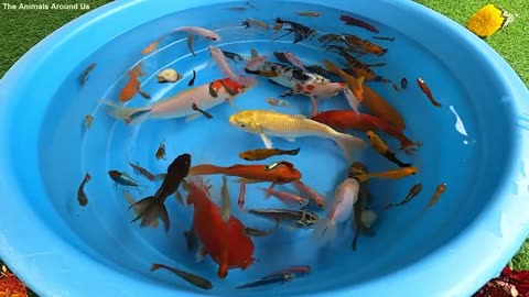 Beta Koi Pleco Snail carp Fish Godfish angelfish and guppies