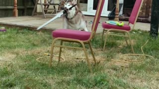 Sword Swinging Dog Protects Backyard