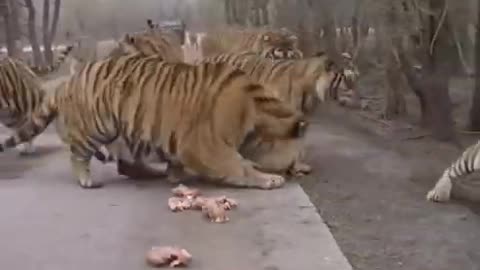 Tiger traning food