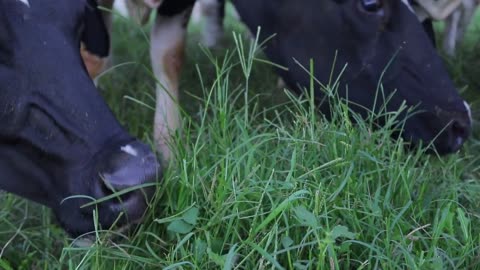 Cows Eating Grass in a Field Tight Shot