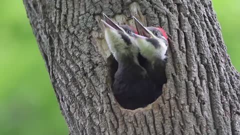 Woodpecker bird