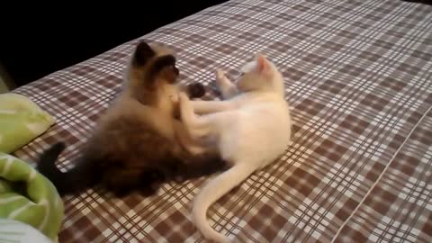 Two kittens playing [2021]