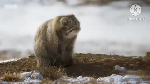 World,s Grumpiest Cat | Frozen Planet#