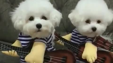 The puppies playing the ukulele, wonderful