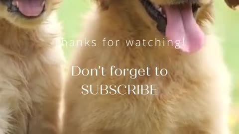 Most amazing and cute pets of tiktok🐈🐕 cute animals doing funny things