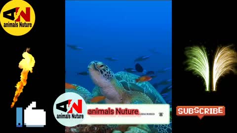 tortoise swimming in sea tortoise swimming in water sea #animals_Nuture