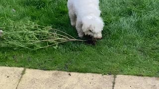 Fluffy Pup Helps with Gardening