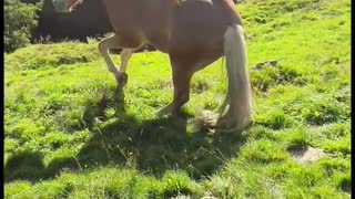 Horse Takes a Tumble