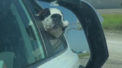 Dog Enjoys The Ride While His Face Hilarious Flaps In The Wind