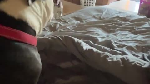 Marla gets the bulldog zoomies!