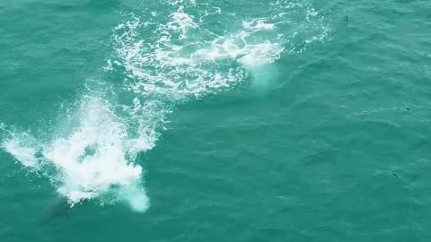 Dolphin Playfully Jumps and Flips Through Water