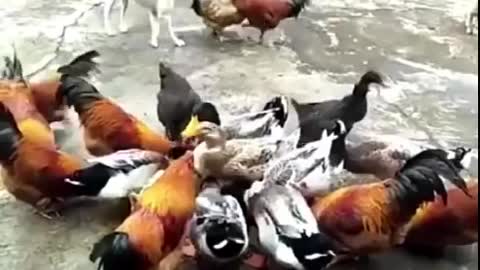 funnymals | try not to laugh | funny videos animals