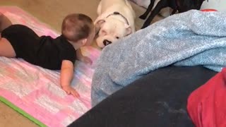 Gentle pit bull preciously plays with baby