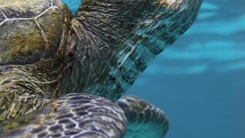 Turtles (Chelonia mydas) can’t breathe underwater
