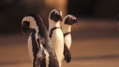 A Cute Penguins on the Beach