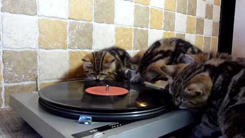 Kittens beatmakers