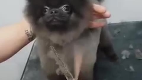 Dog dancing while he gets his haircut